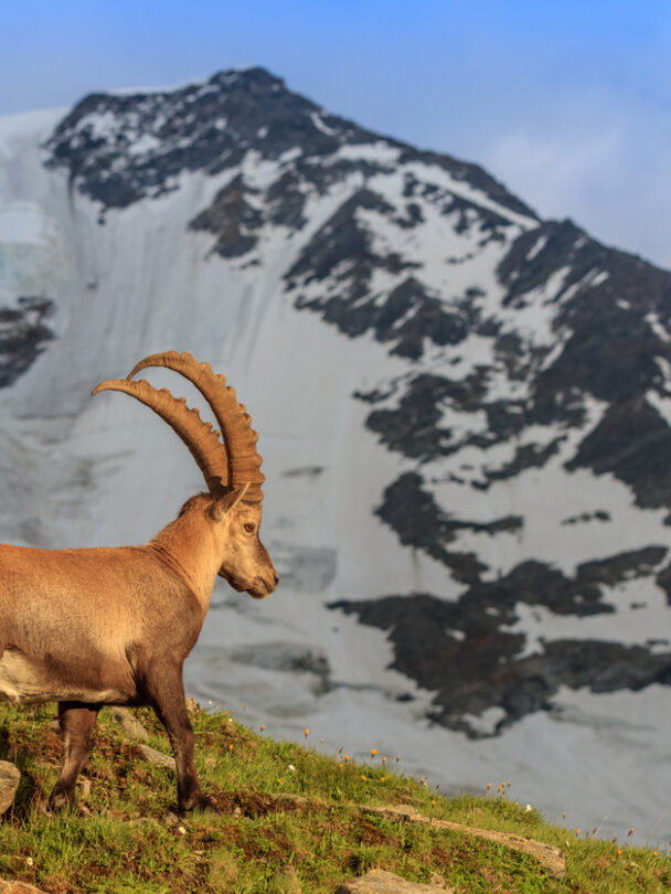 Ibex with the Bionnassay glacier in the background, Mont Blanc range