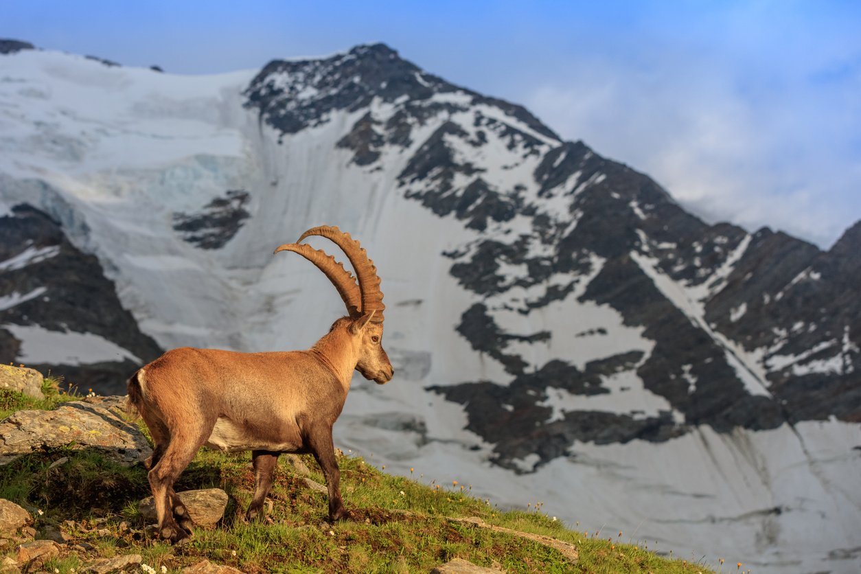Ibex with the Bionnassay glacier in the background, Mont Blanc range