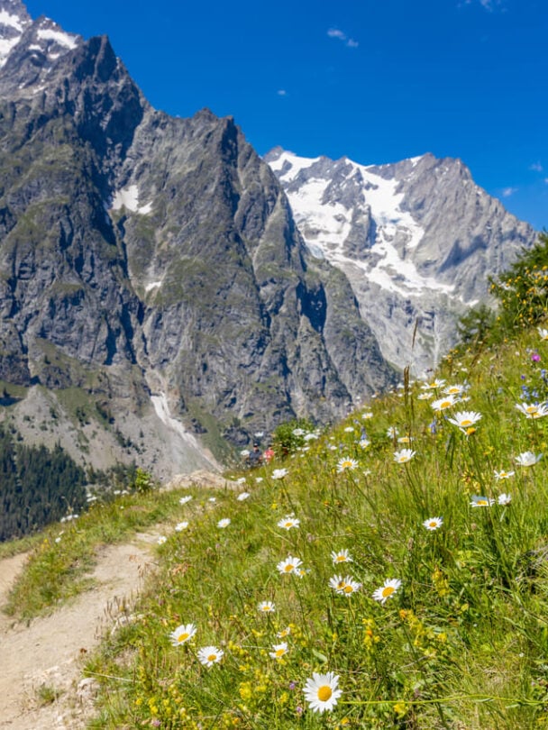 A mountain trail with flowers blooming in the summer on the Tour du Mont Blanc