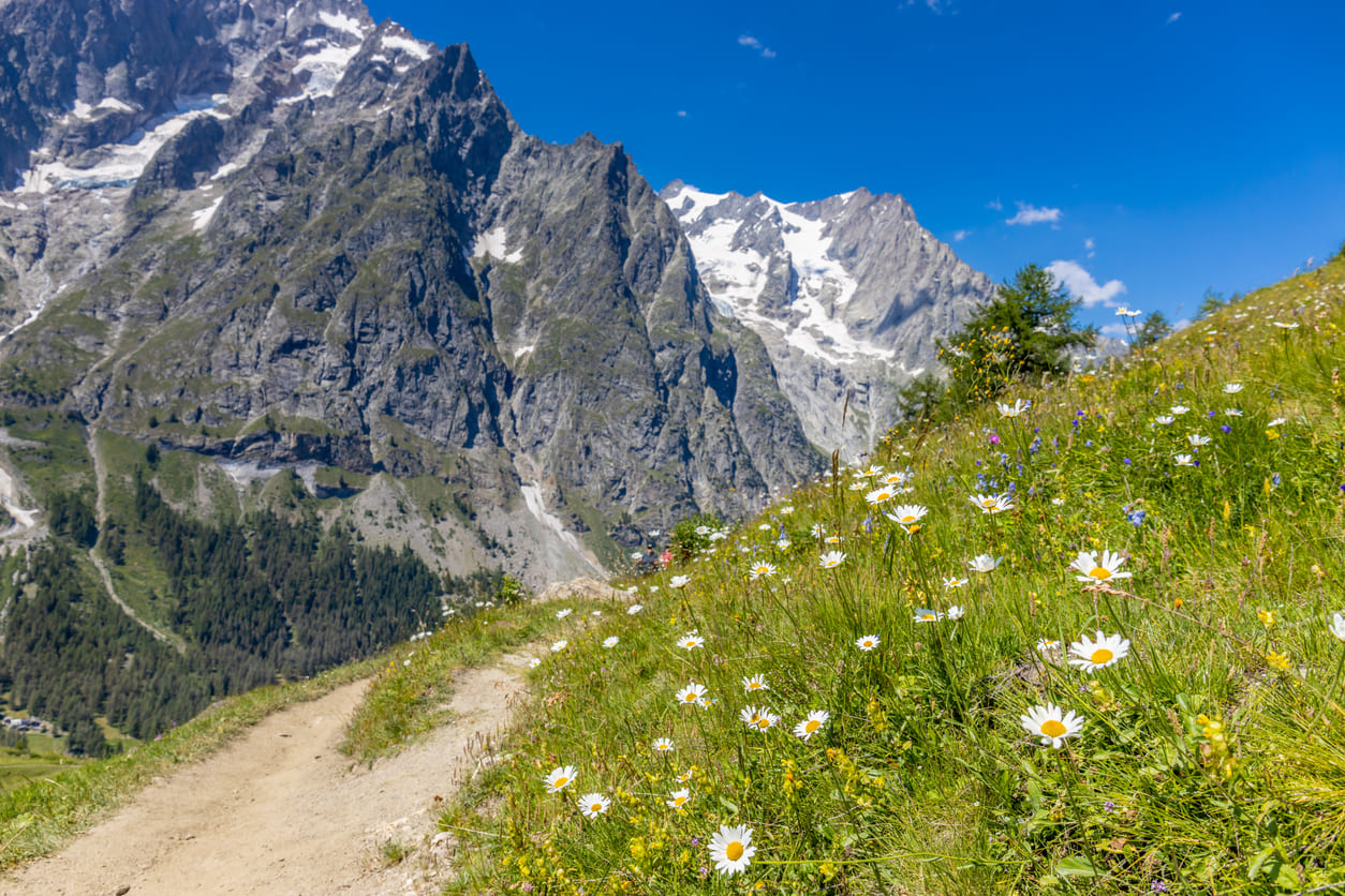 A mountain trail with flowers blooming in the summer on the Tour du Mont Blanc