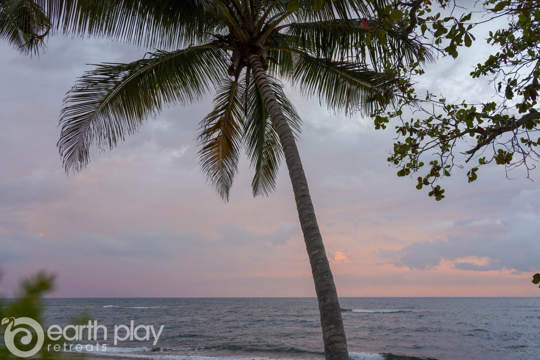 A palm and beach in Puerto Rico at sunset