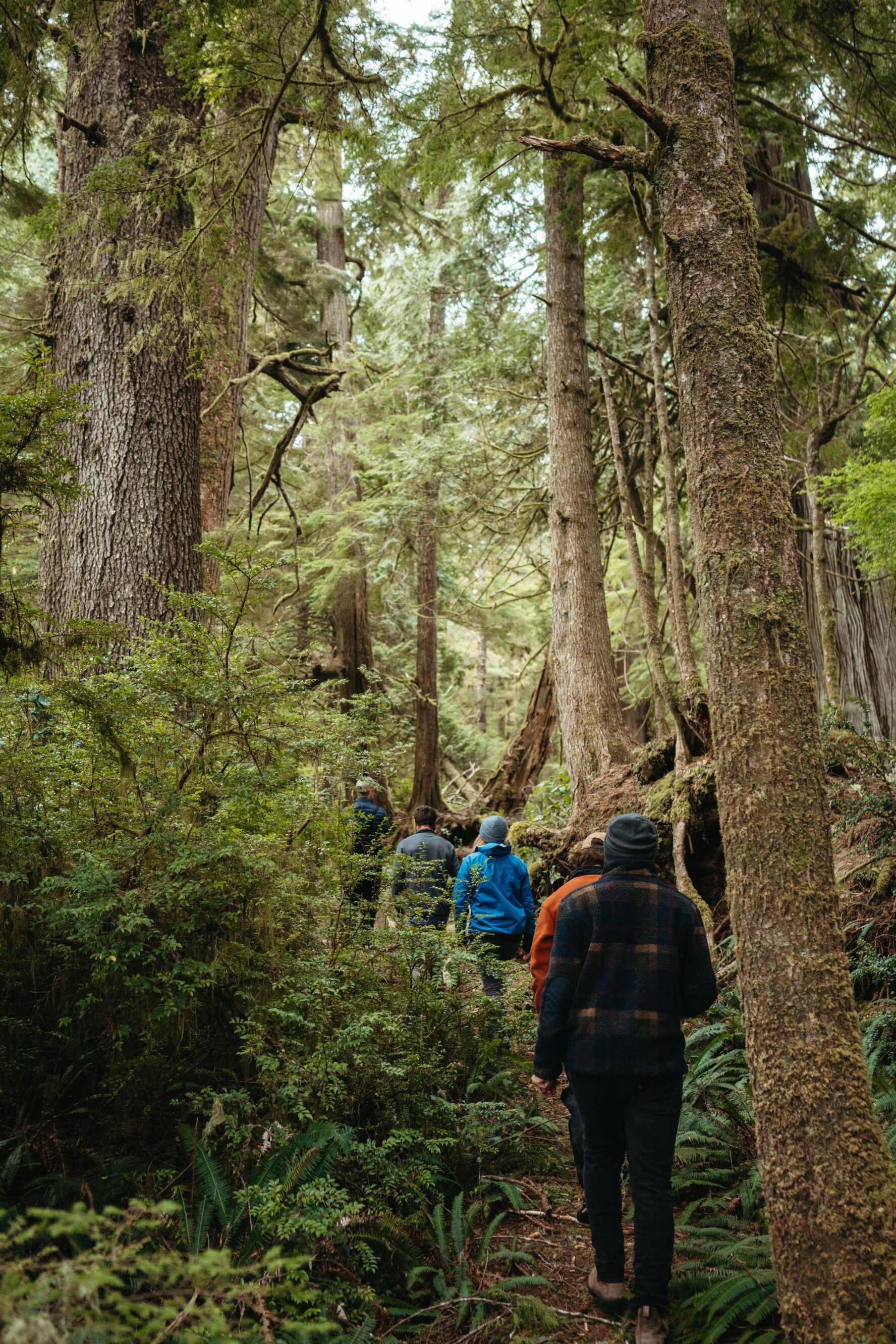 Walking through the forest