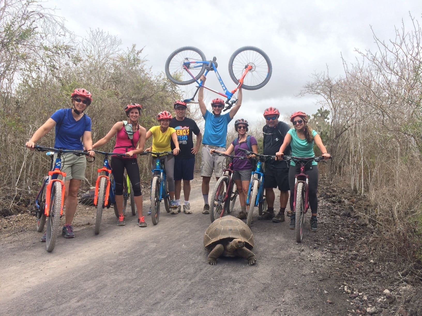 Biking tortoise