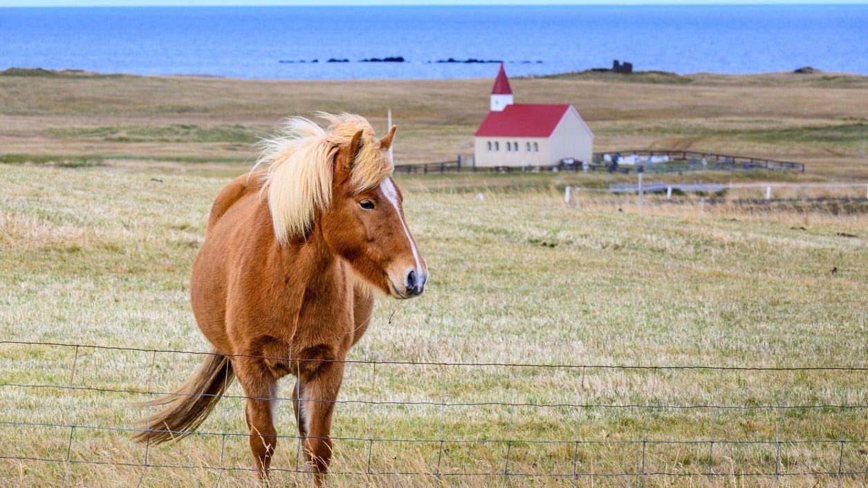 Cute Icelandic pony