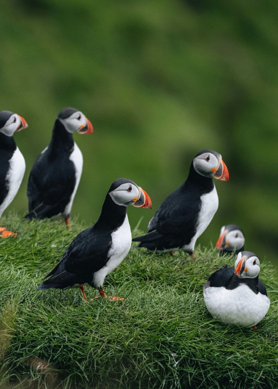 Cutest puffins in the South of Iceland