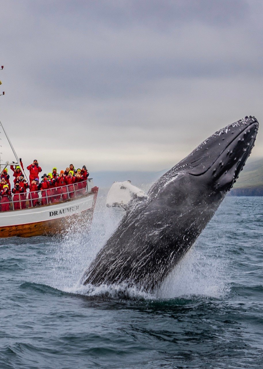 Whale watching in Iceland