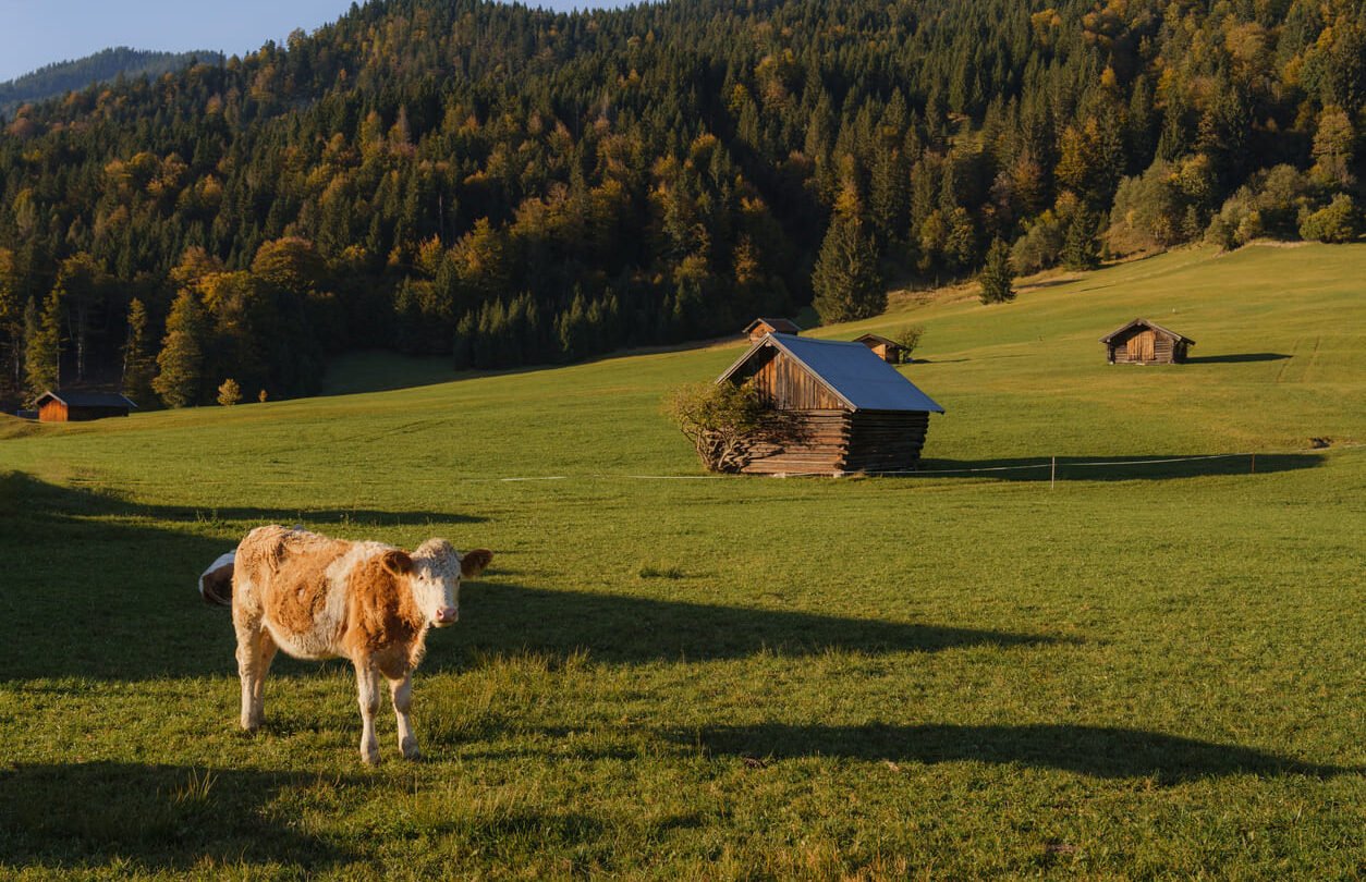 Bavarian Alps cute cow