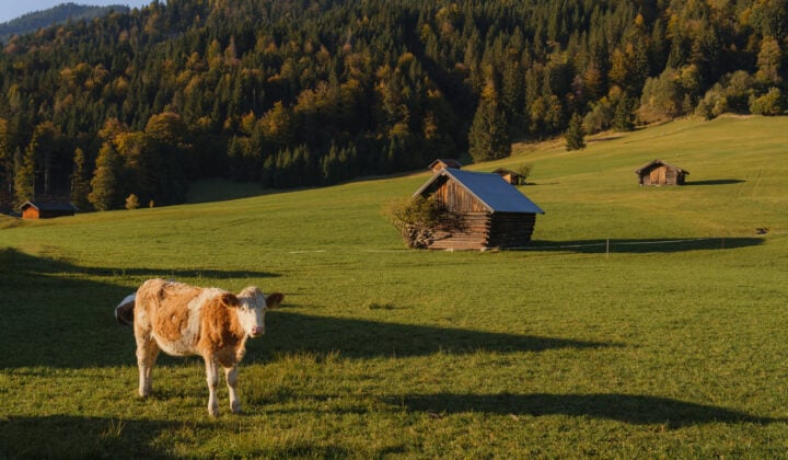 Bavarian Alps cute cow
