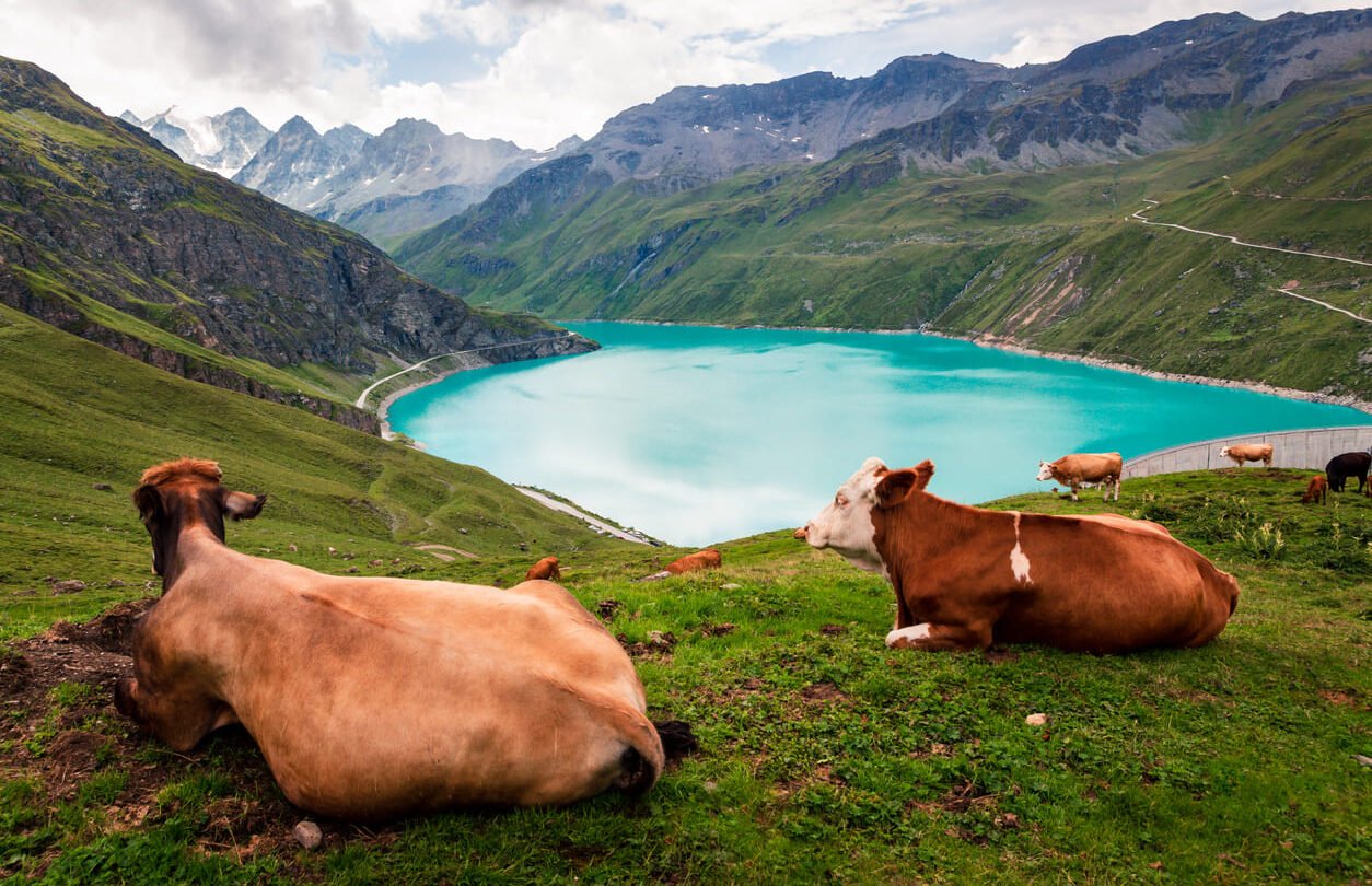 Cows lake Moiry