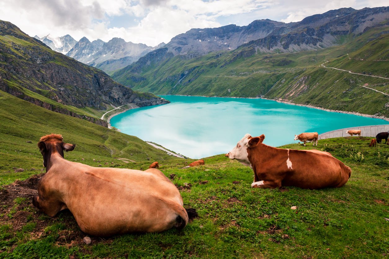 Cows lake Moiry