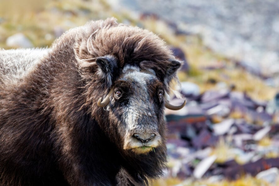Musk ox, Ovibos moschatus, in the mountainside tundra of Geologfjord, in Northeast Greenland National Park. A herbivore that feeds on the grass, moss and lichens of their habitat.