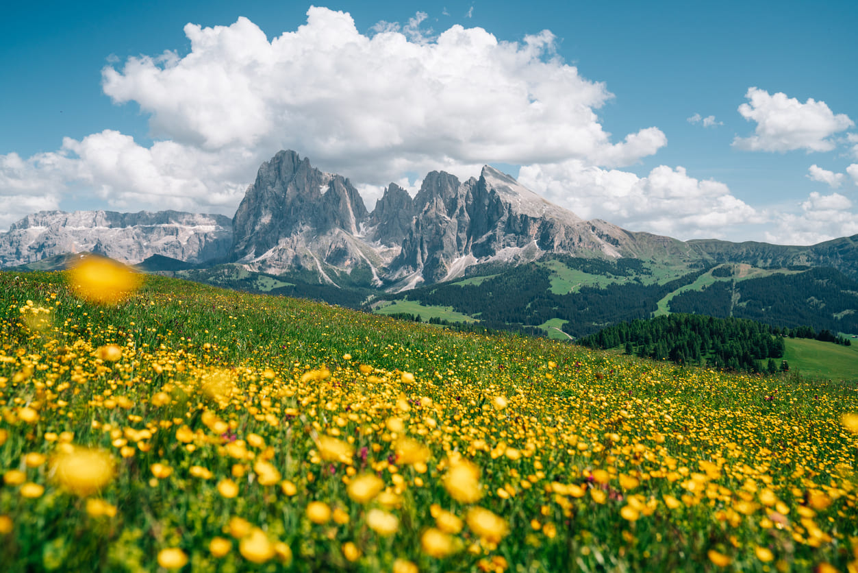 Alpe di Siusi wildflowers