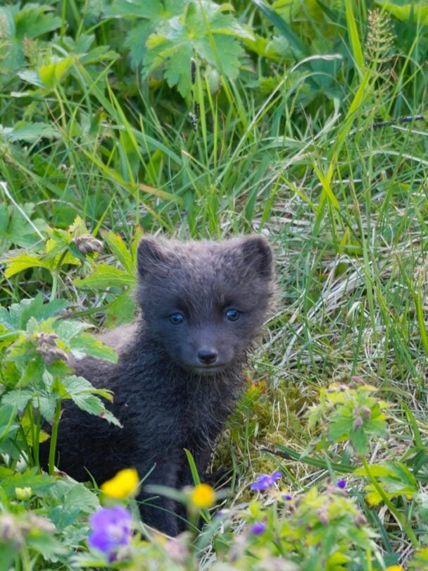 Hike and sail lost fjords Hornstrandir Iceland