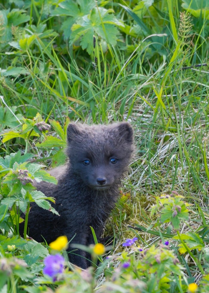 Arctic fox cute