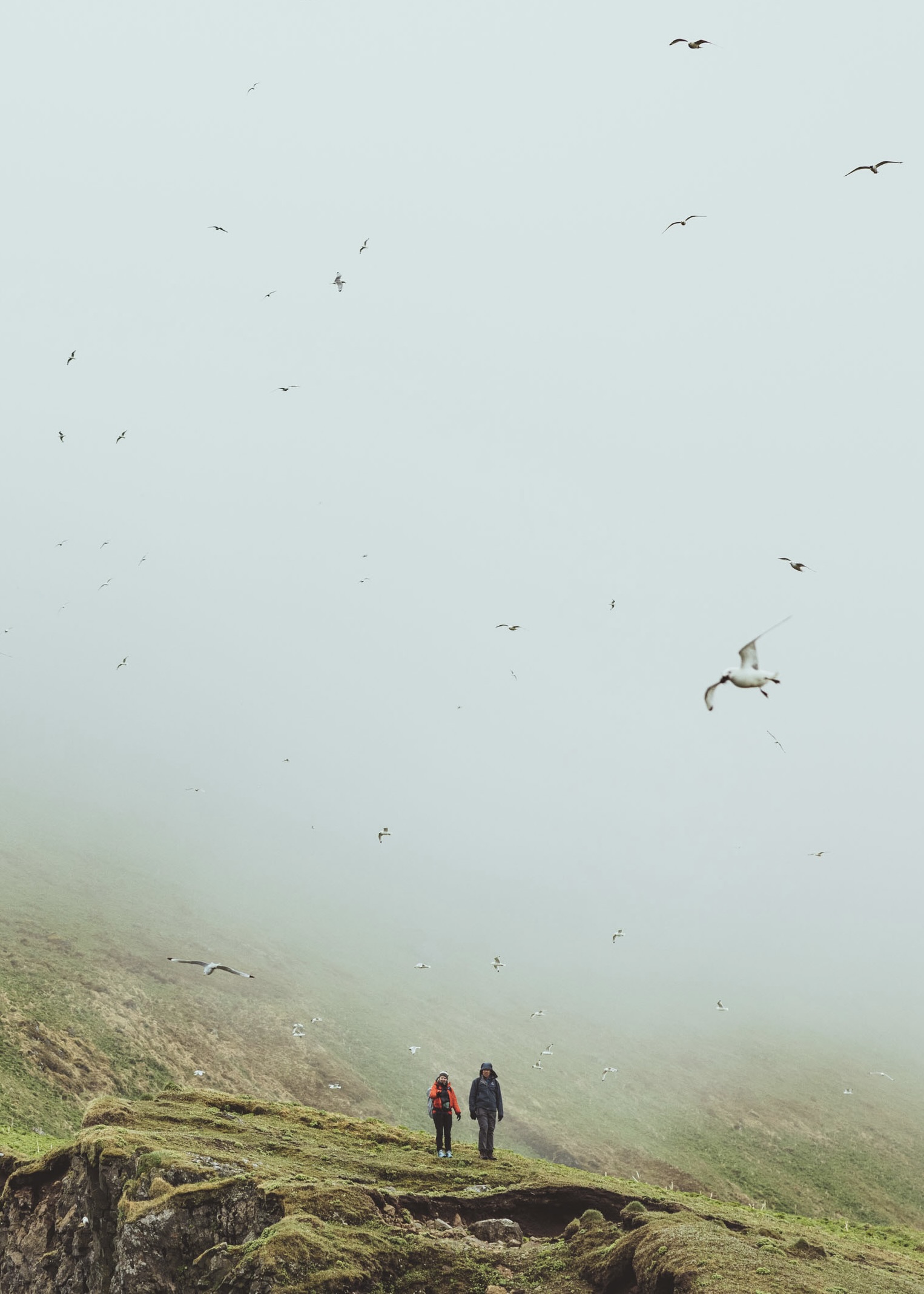 Birdlife Hornstrandir