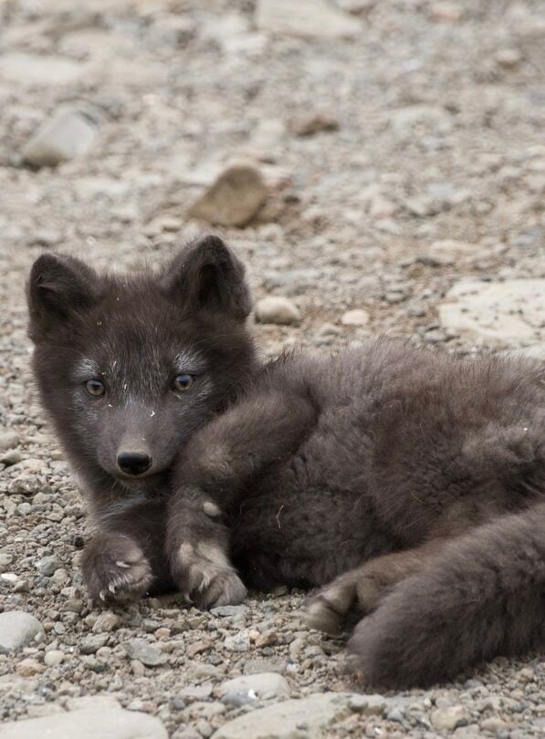 Hike and sail lost fjords Hornstrandir Iceland