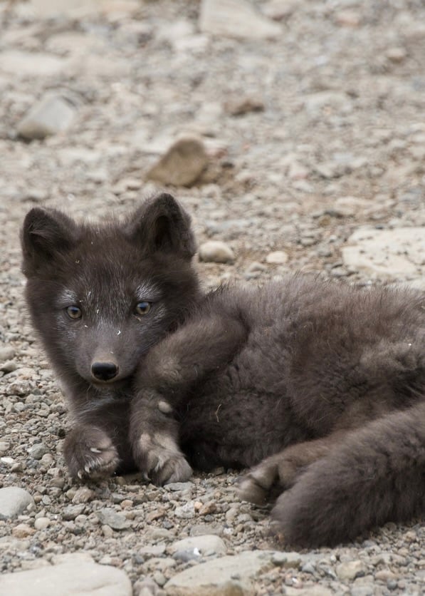 Cute Arctic fox Iceland