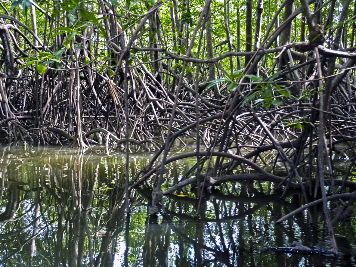 Mangroves Corcovado