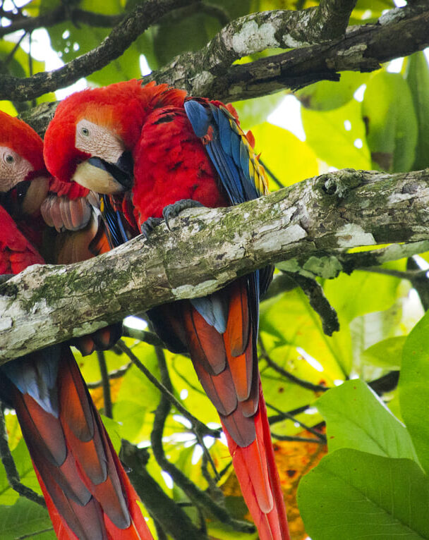Osa Peninsula Corcovado