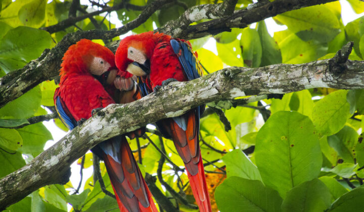 Scarlet macaws Corcovado