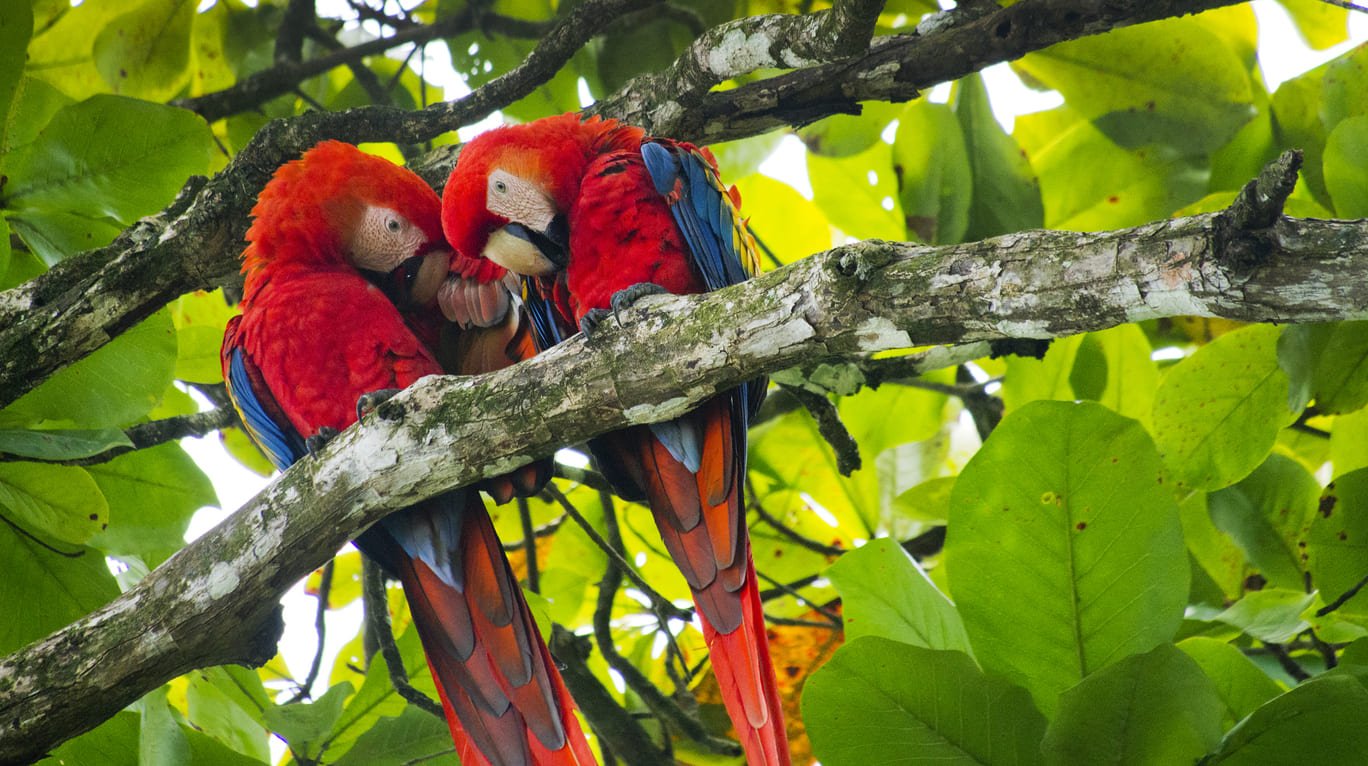 Scarlet macaws Corcovado