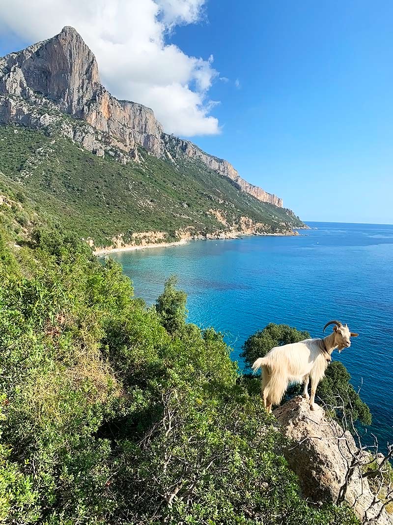 Selvaggio Blu Sardinia goat