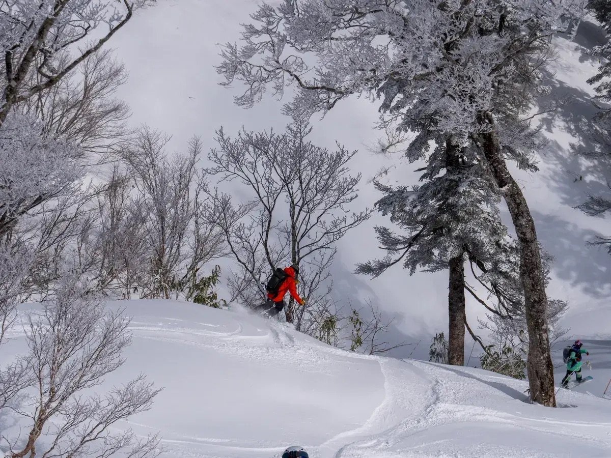 Skier trees Hokkaido