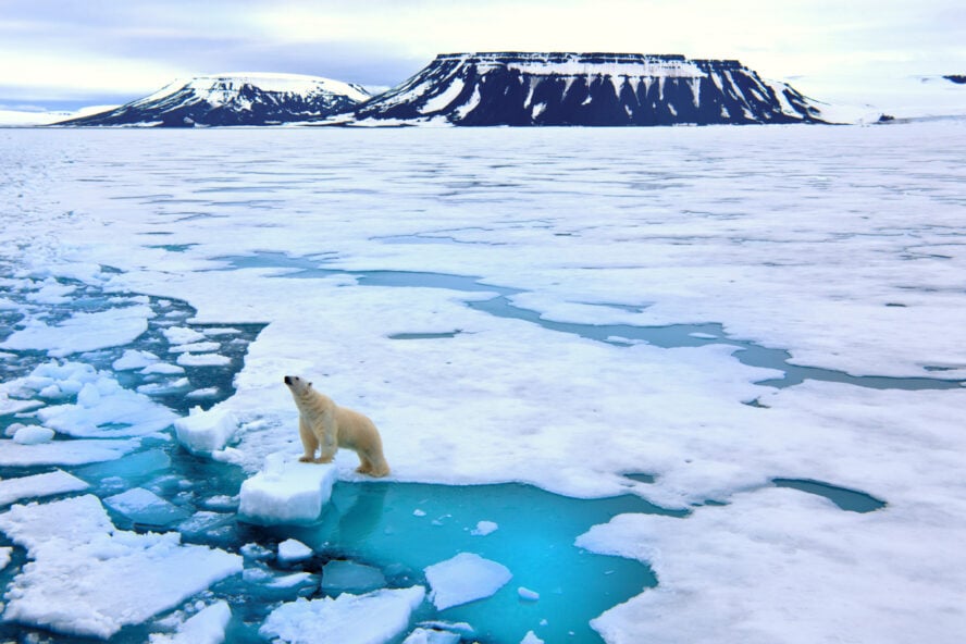 A polar bear on pack ice in Svalbard, Norway - Best time to visit Svalbard
