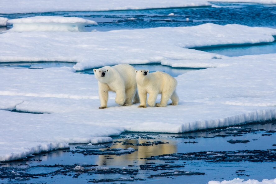 Two polar bears in Svalbard, Norway