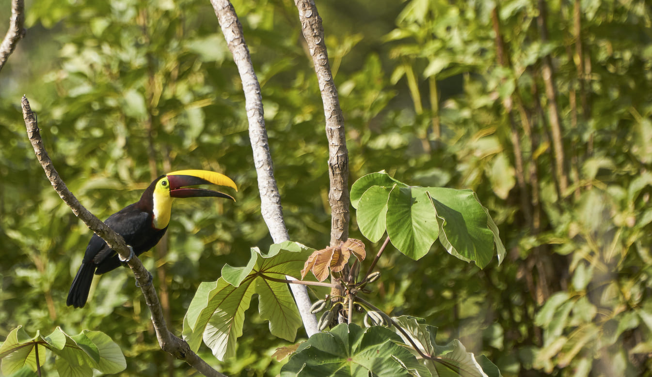Toucan Costa Rica