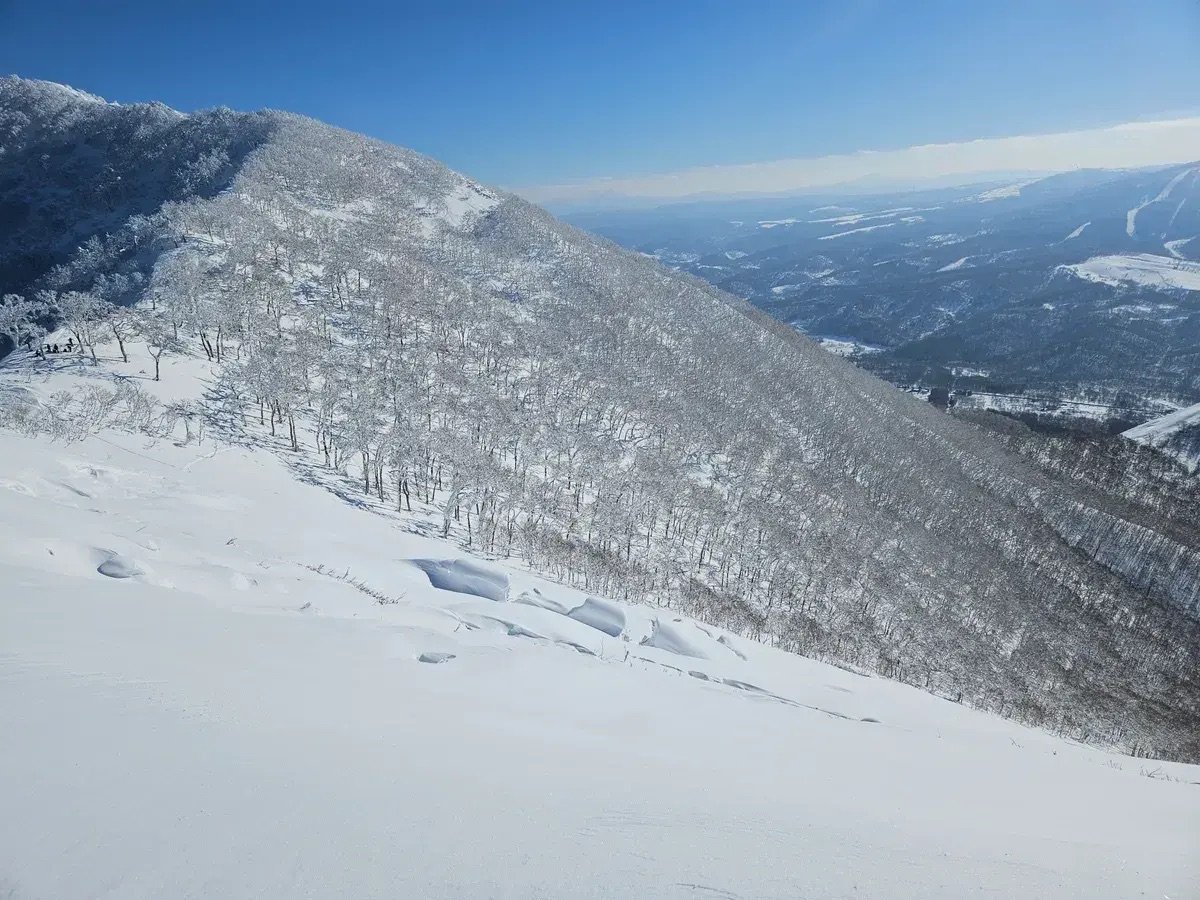 Tree skiing Hokkaido