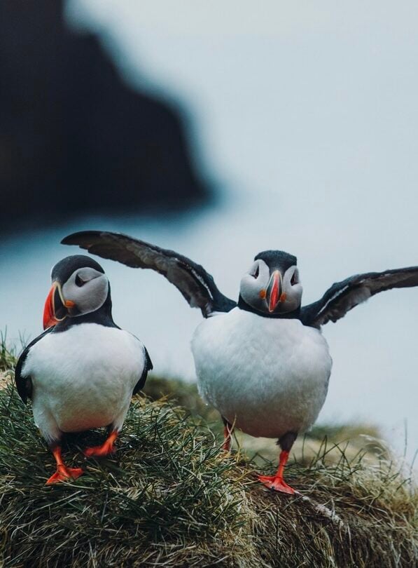 Hike and sail lost fjords Hornstrandir Iceland