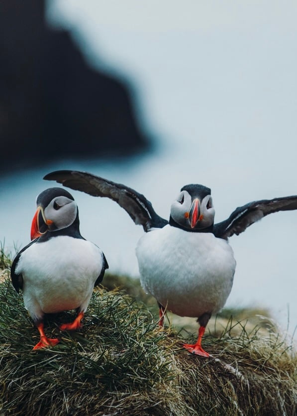 Two cute puffins Iceland