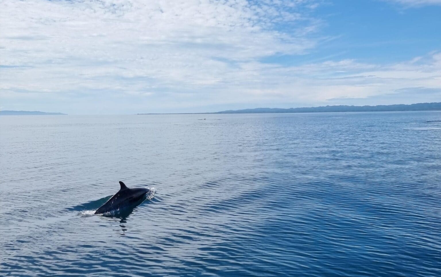 Corcovado marine life