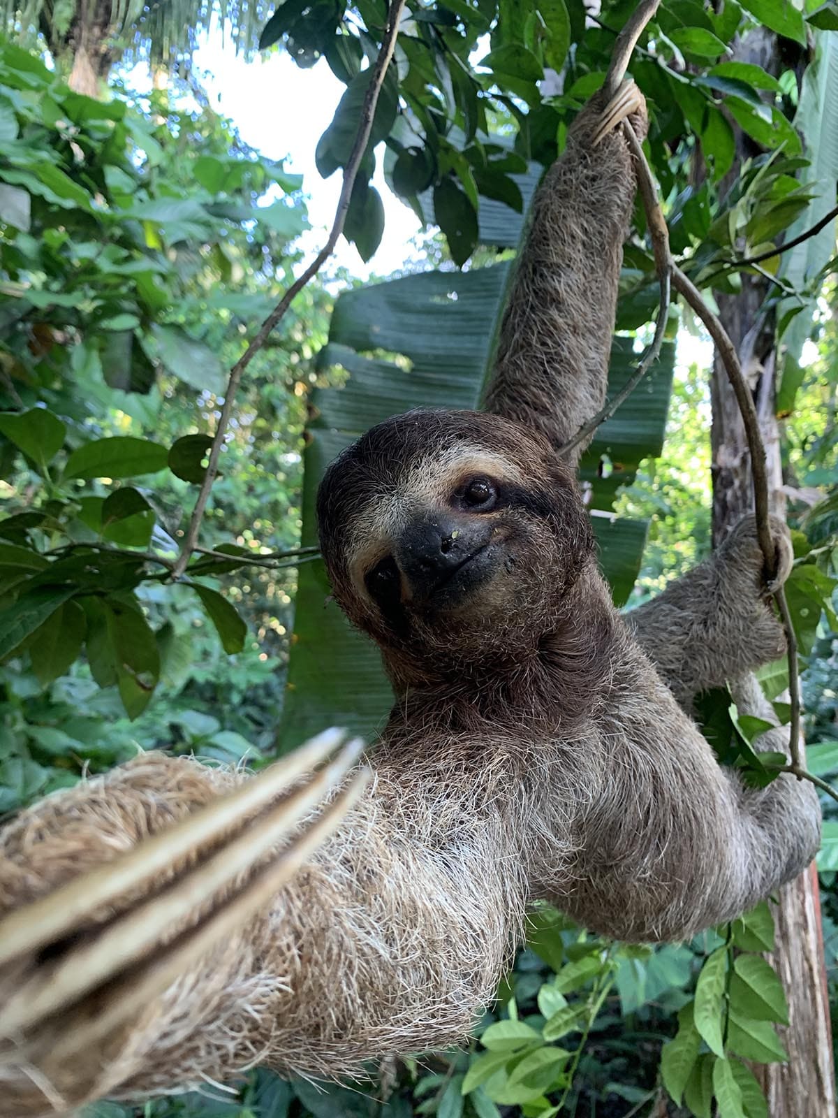 Corcovado sloth cute