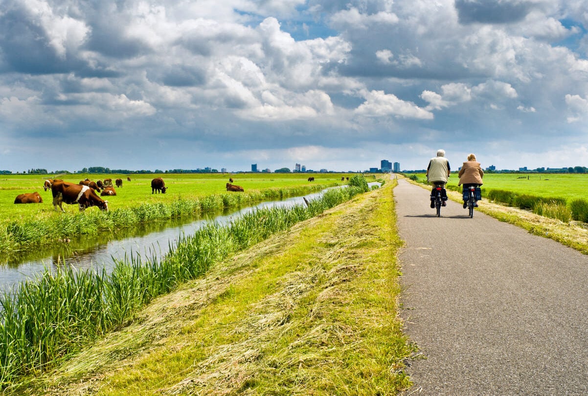 Cows cycling seniors