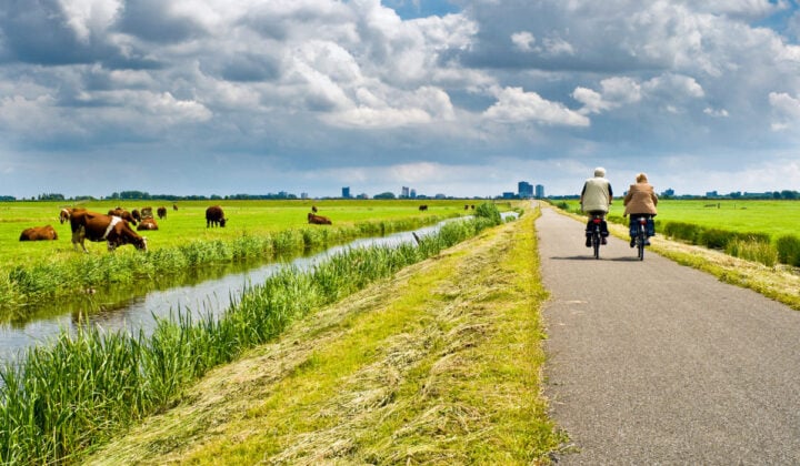 Cows cycling seniors