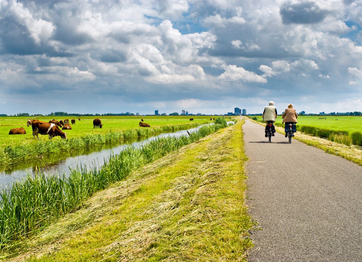 Cows cycling seniors
