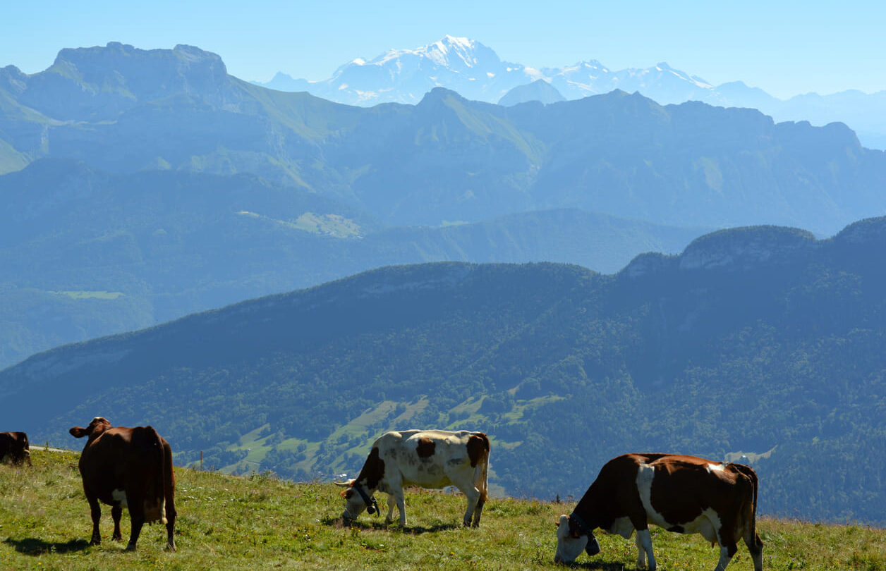 Cows Semnoz peak
