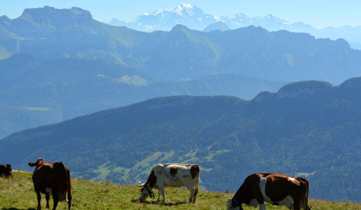 Cows Semnoz peak