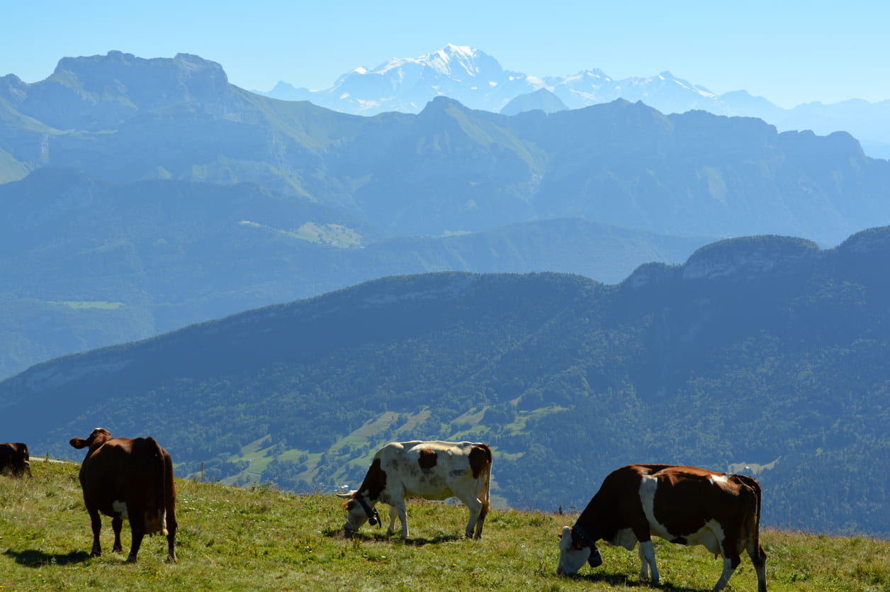 Cows Semnoz peak