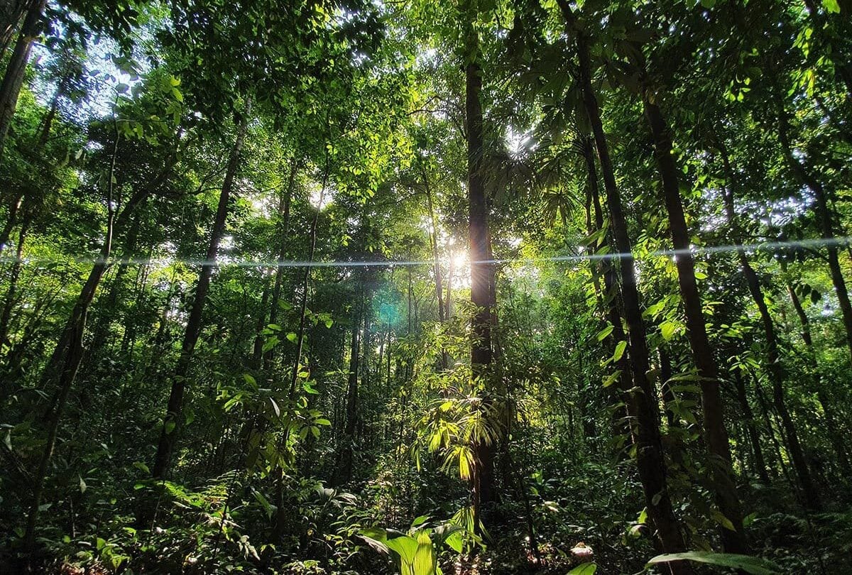 Hiking Corcovado NP forest