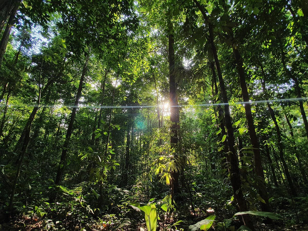 Hiking Corcovado NP forest