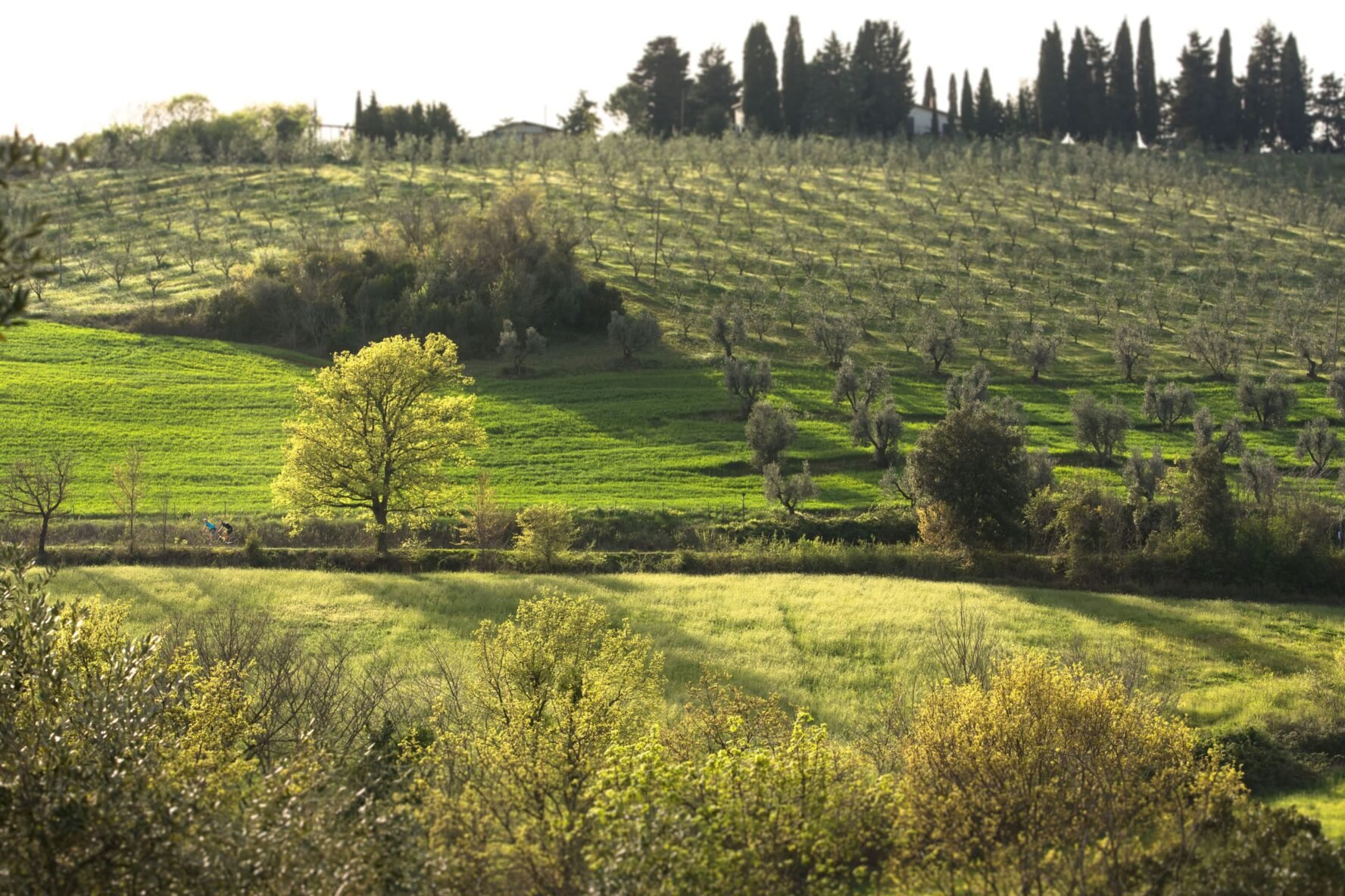 Olive trees Tuscany