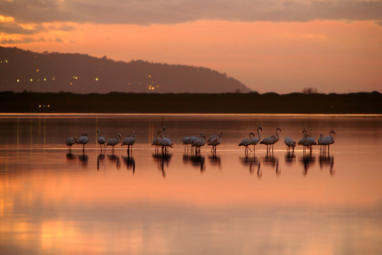 Orbetello flamingos