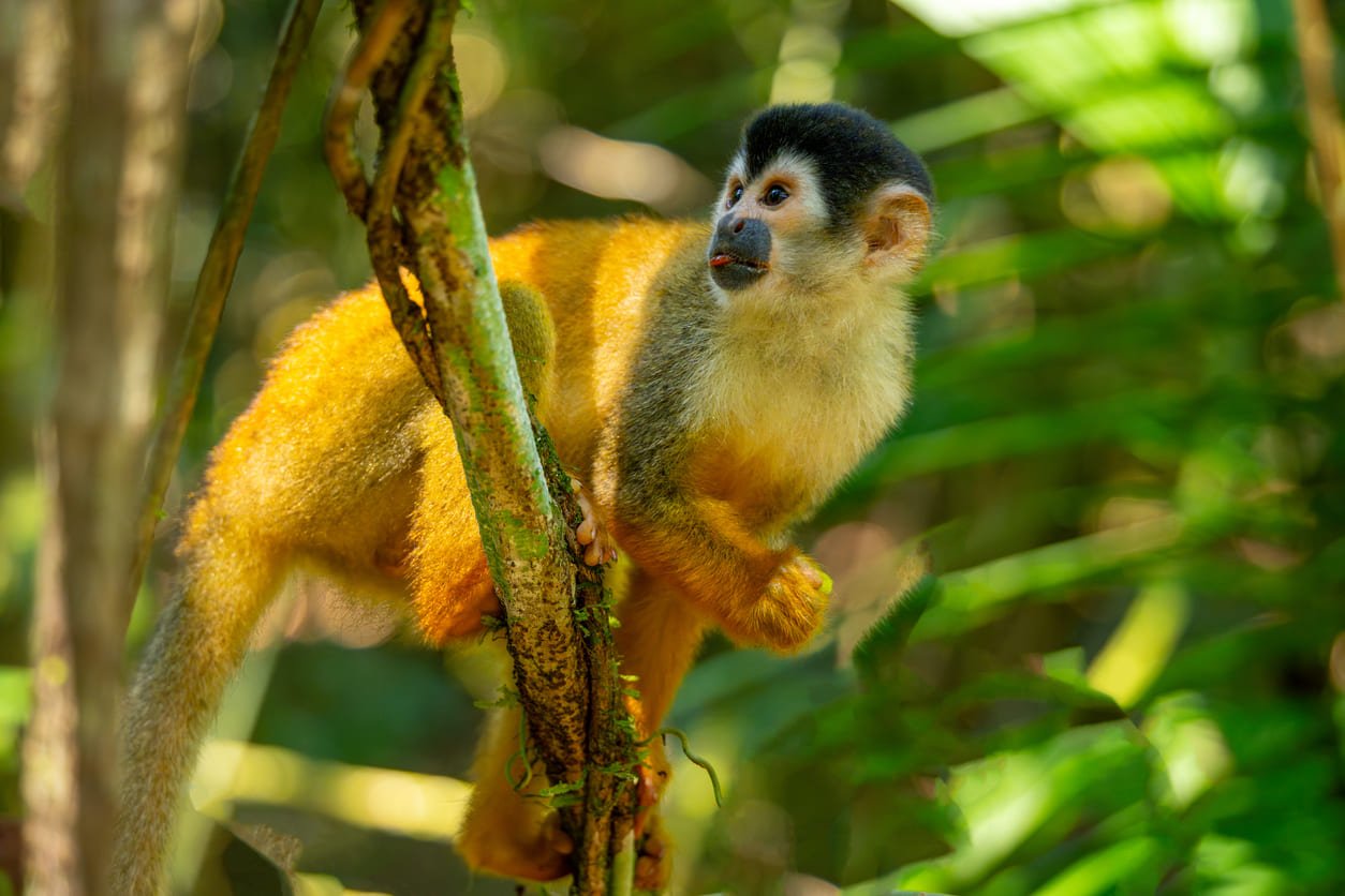 Squirrel monkey Corcovado