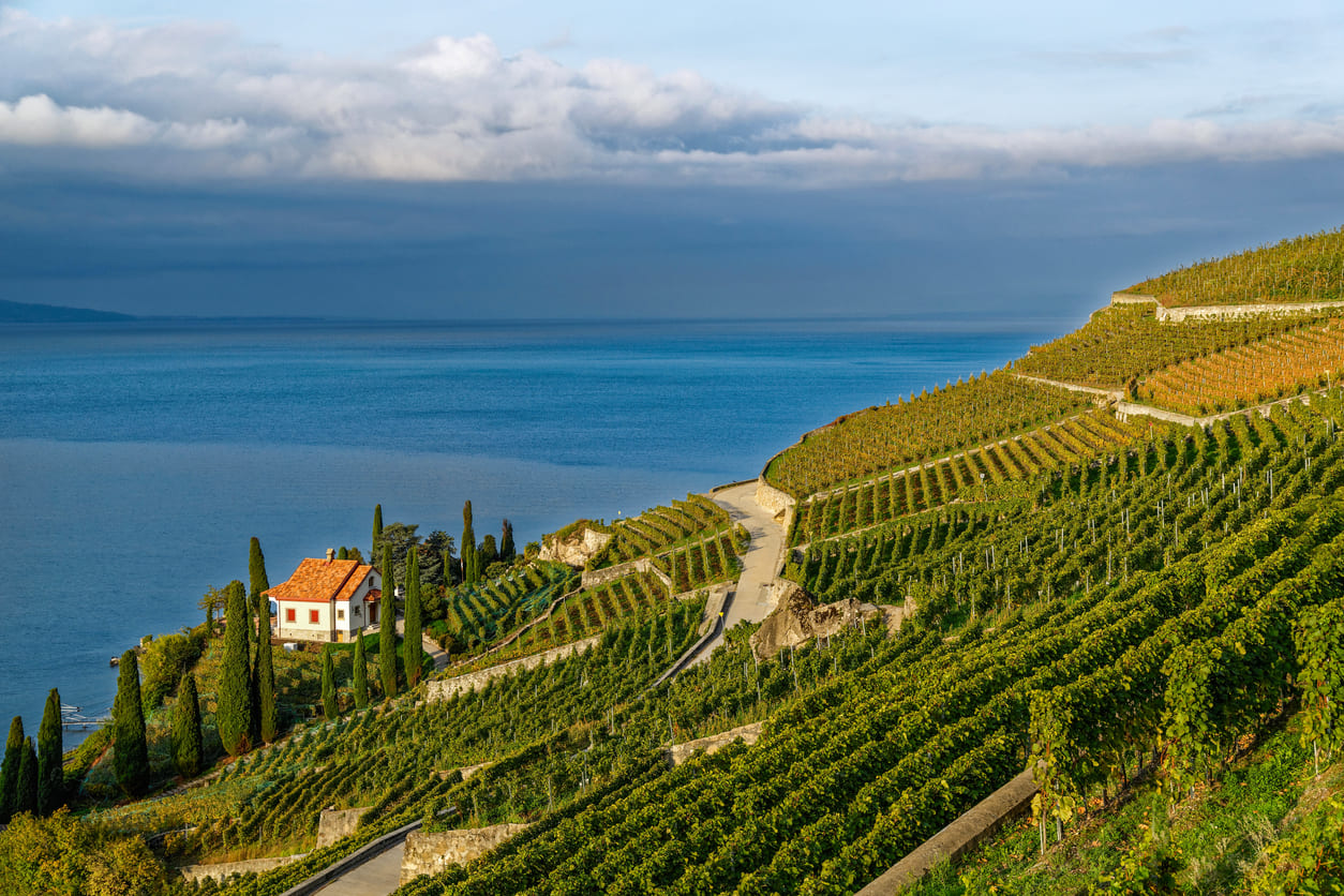 Terraced vineyards Lavaux