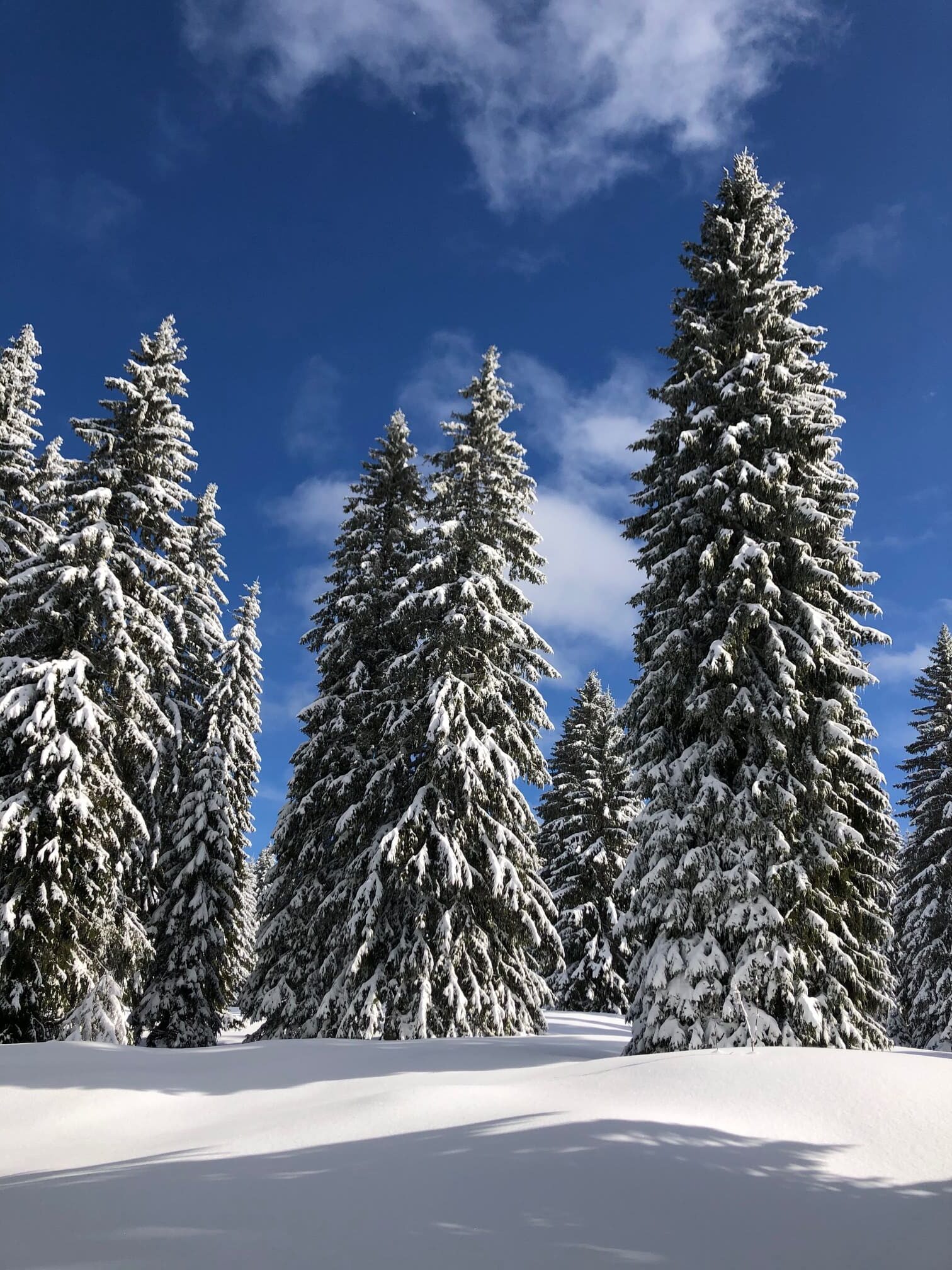 Beautiful trees and snow