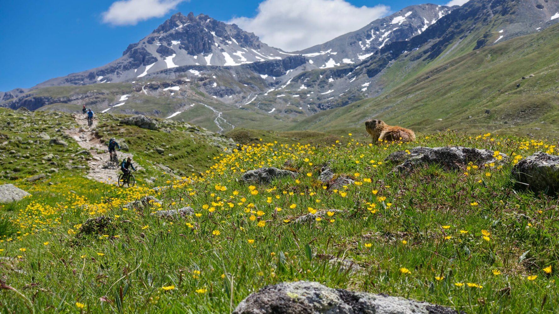 Cutest wildlife Alps