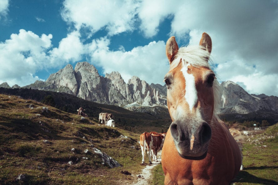 Haflinger horses near some peaks along the Alta Via 2 in the Italian Dolomites